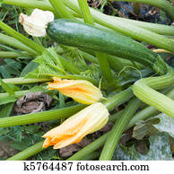 abobrinha, com, flores