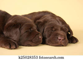 labrador, filhotes cachorro