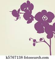 Orchid