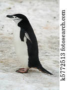 Chinstrap penguin 10