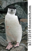 Chinstrap penguin 11