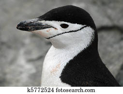 Chinstrap penguin 12