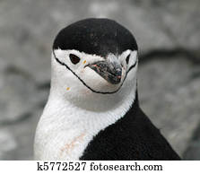 Chinstrap penguin 14
