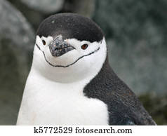 Chinstrap penguin 15