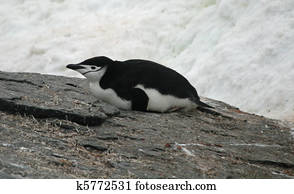 Chinstrap penguin 16