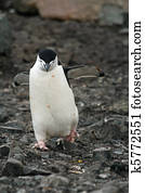 Chinstrap penguin 22