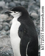 Chinstrap penguin 24