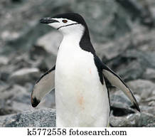 Chinstrap penguin 25