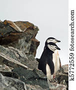 Chinstrap penguin 26