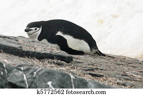 Chinstrap penguin 28