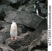 Chinstrap penguin 29