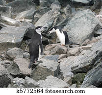 Chinstrap penguin 30