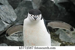 Chinstrap penguin 32