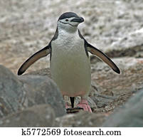 Chinstrap penguin 33