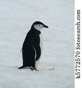 Chinstrap penguin 34