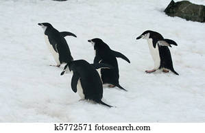 Chinstrap penguin 35