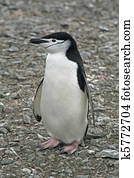 Chinstrap penguin 37
