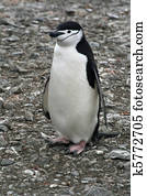 Chinstrap penguin 38