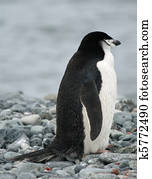 Chinstrap penguin 4