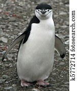 Chinstrap penguin 40