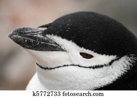 Chinstrap penguin 42