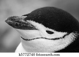 Chinstrap penguin 43