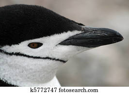 Chinstrap penguin 44