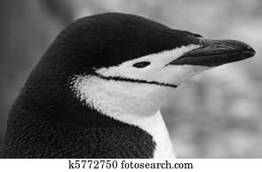 Chinstrap penguin 45