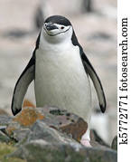 Chinstrap penguin 46