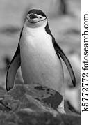 Chinstrap penguin 47