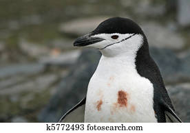 Chinstrap penguin 5