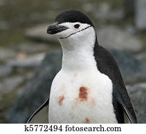 Chinstrap penguin 6