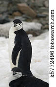 Chinstrap penguin 8