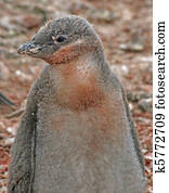 Chinstrap penguin chick 22