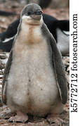 Chinstrap penguin chick 25