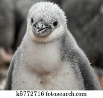 Chinstrap penguin chick 27