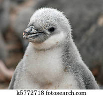 Chinstrap penguin chick 29