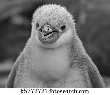 Chinstrap penguin chick 31