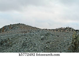 Chinstrap penguin colony