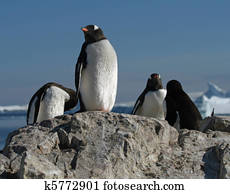 Gentoo penguins 2