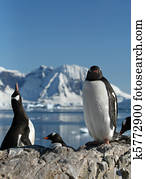 Gentoo penguins