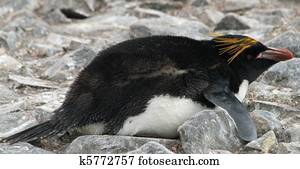 Macaroni penguin 3