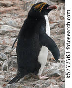 Macaroni penguin 5