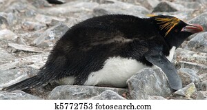Marconi penguin 2