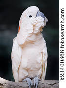 Portrait of a Moluccan Cockatoo (Cacatua moluccensis), or Salmon
