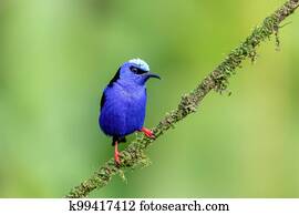 Red-legged honeycreeper, Cyanerpes cyaneus, La Fortuna, Costa Rica