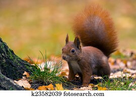 Squirrel Squirrel