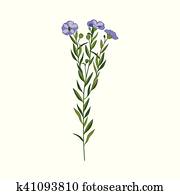 花 の 亜麻 Linum Usitatissimum クリップアート K Fotosearch