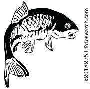 Common Carp Stock Illustration | Our Top 30 Common Carp Images | Fotosearch