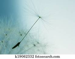 Dandelion flower with seed